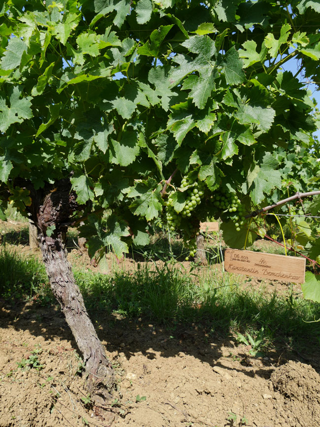 Виноградник на урожай